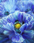 Blue Poppy by Carol Cavalaris